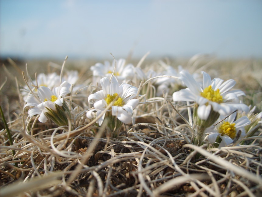 flowers-mongolian-steppe_2-861x646.jpg